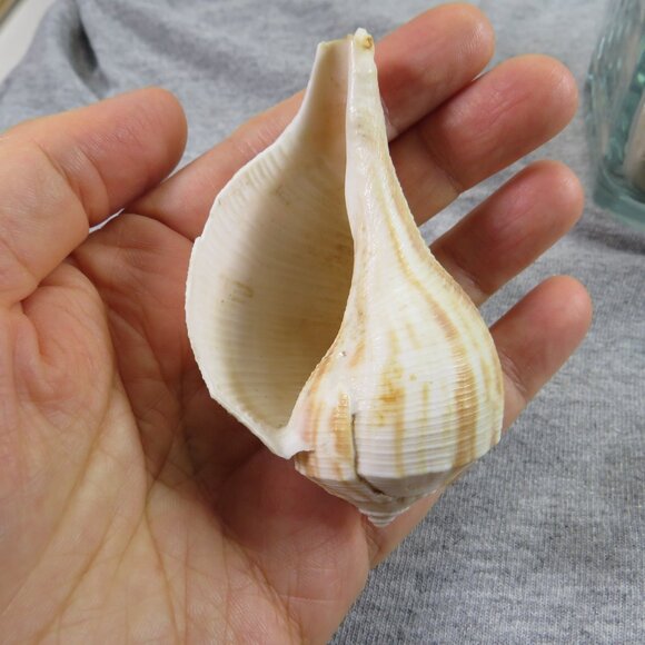 REAL Sea Shells in a Glass Square Vase and sand #7 - Picture 8 of 10